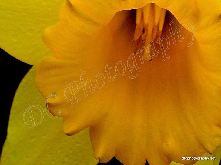 Daffodil_0748